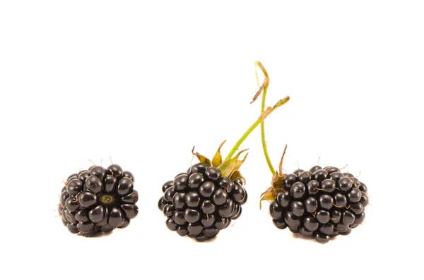 BlackBerry berry isolerad på vit — Stockfoto