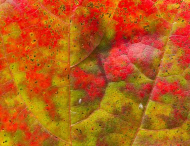 güzel sonbahar maple leaf arka plan