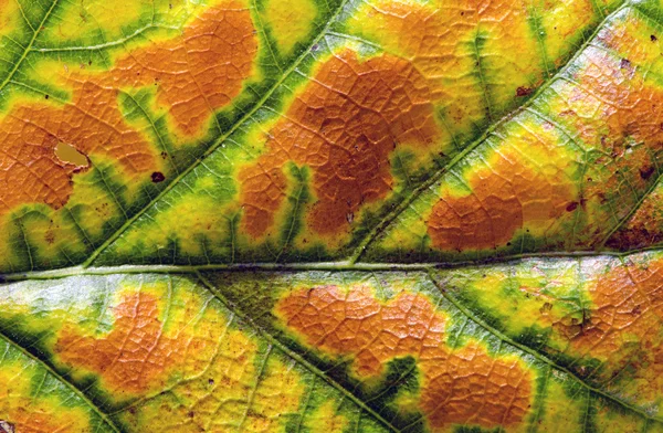 Podzimní barevné pozadí dubový list — Stock fotografie