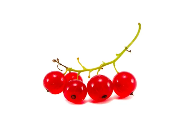 Rote Johannisbeere Trauben isoliert auf weiß — Stockfoto