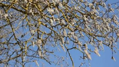 erken ilkbaharda asp kedicikler Rüzgar