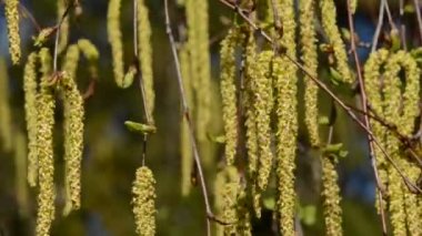 Bahar birches kedicikler arka plan ve Rüzgar