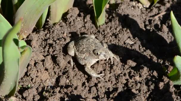 Frog Pelobates fuscus dig a hole in ground — Wideo stockowe