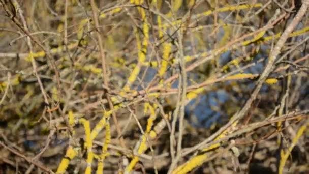 Весенние ветви на фоне жёлтых лишайников — стоковое видео