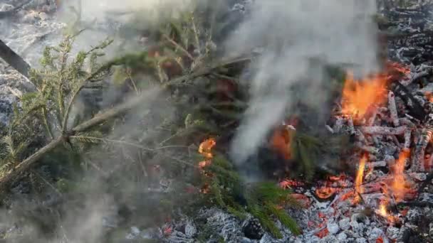 Frühlingsfeuer im Garten — Stockvideo