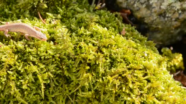 Newt lisse au début du printemps — Video