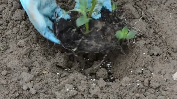 Rostoucí zelené bramborové klíčky v půdě na jaře — Stock video