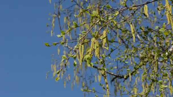 Primavera guardanapos de vidoeiro no vento e no céu — Vídeo de Stock