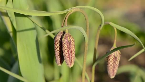 Pärlemorfjäril fritillaria meleagris i vårvinden — Stockvideo