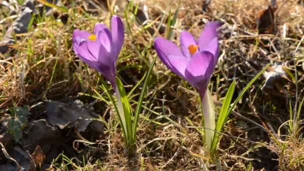 Two spring crocus flower in wind — Stock Video