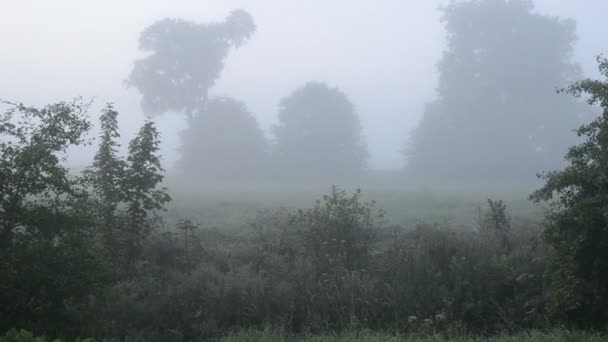 Paisaje de verano con niebla matinal — Vídeos de Stock