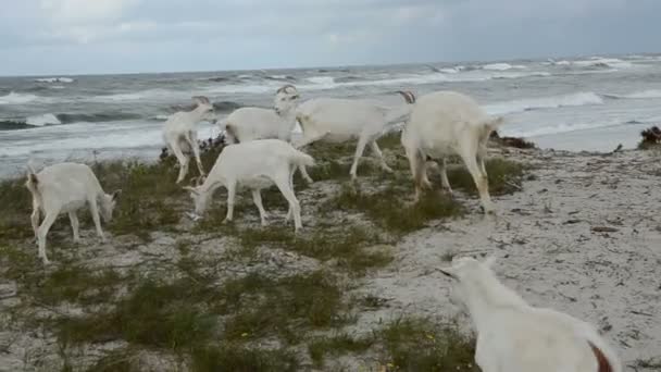 Cabras na praia do mar no fim do verão — Vídeo de Stock