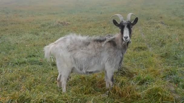 Geit op herfst veld gras — Stockvideo