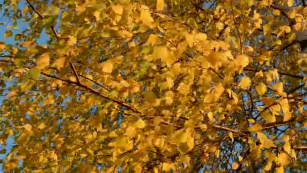 Birches autumn foliage and wind — Stock Video