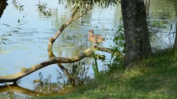 Canard sur la branche d'arbre et la côte du lac — Video