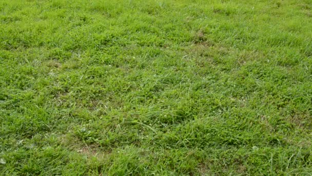 Dos ruedas viejas rodando sobre la hierba del jardín — Vídeos de Stock