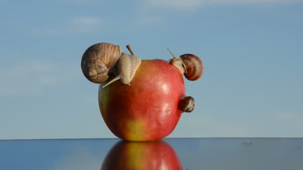 Pomme rouge sur miroir et escargots — Video