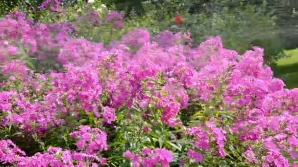 Watering flowers in summer garden — Stock Video