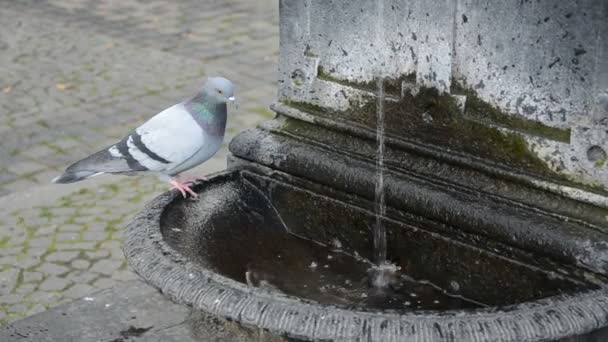 Городские голуби и уличный фонтан — стоковое видео