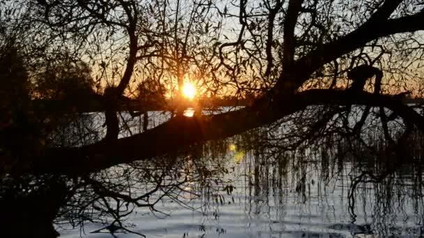 Осенний закат на озере и дереве — стоковое видео