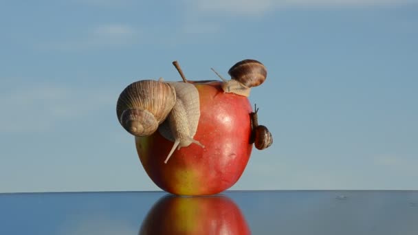 Red apple on mirror and snails — Stock Video