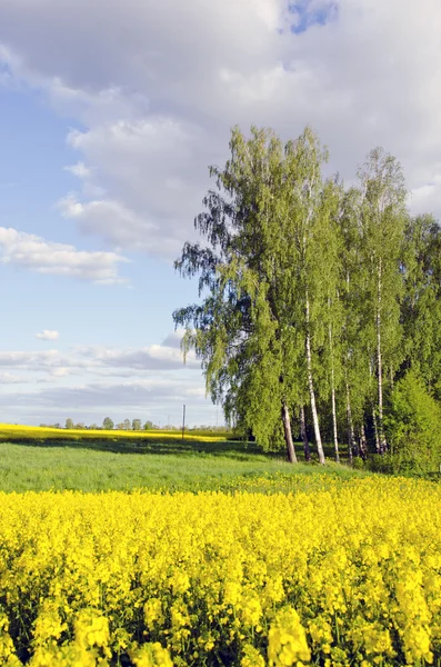 Paisaje rural con campos de abedules y violaciones — Foto de Stock