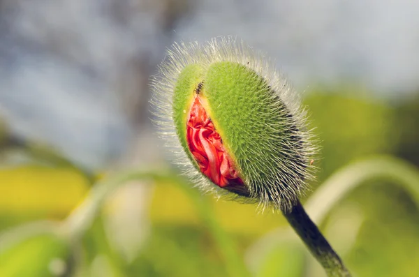Spring poppy bud — Stock Photo, Image