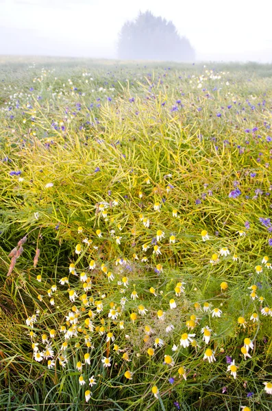 夏の終わりの草原の landcaspe と霧 — ストック写真