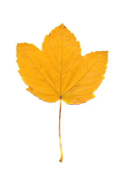 Hoja de arce amarillo aislada en blanco — Foto de Stock