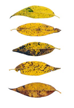 sonbahar söğüt yaprağı üzerinde beyaz izole