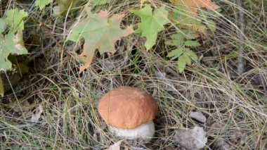 Ormandaki taze cep (Boletus mantarı) çekmek