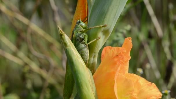 Saltamontes verdes en flor de gladiolo — Vídeos de Stock