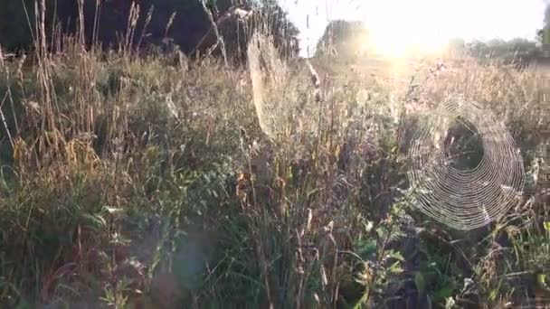 Dewy spider-webs in autumn grass — Stock Video