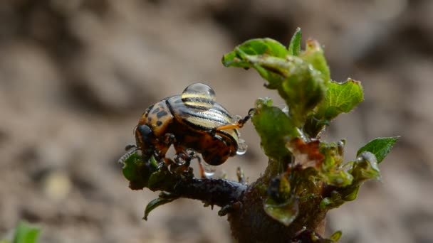 Colorado insecto con gotas de lluvia en el brote verde patata — Vídeo de stock
