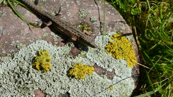 Lézard commun (Lacerta vivipara) sur pierre d'été — Video