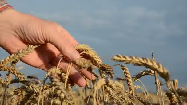 Buğday koşulu ile büyüteç cam görünümlü çiftçi — Stok video