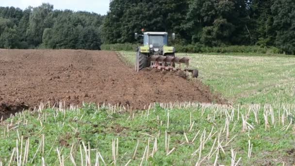 Tractor plowed rapes field after harvesting — Stock Video