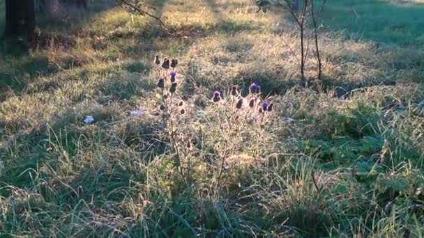 Квіти літнього будяка в ранковому сонячному світлі — стокове відео