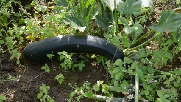 Cueillir des courgettes fraîches dans le jardin avec couteau — Video