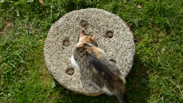 Young cat on old millstone — Stock Video