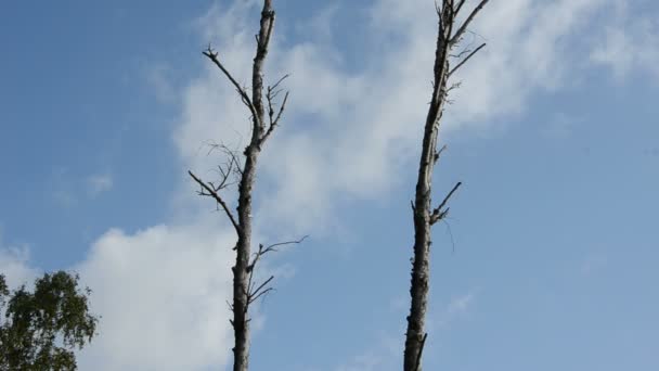 Twee droge boom en de zomer hemel wolken — Stockvideo