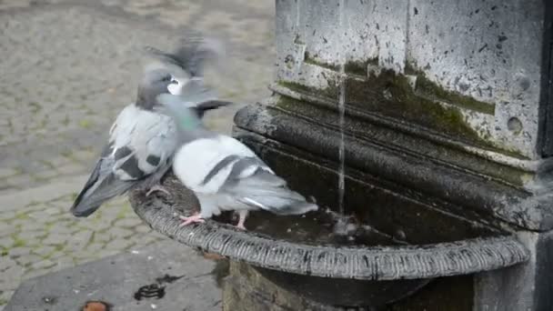 Gołębie na ulicy fontanna w mieście — Wideo stockowe
