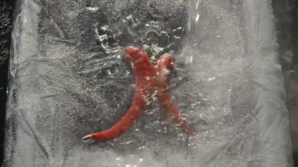 Červené chilli papričky v ledu a vody splash — Stock video