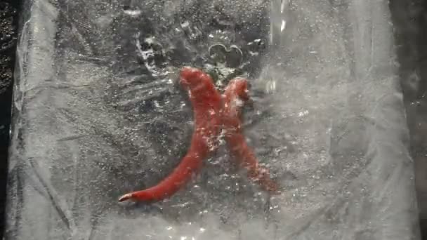 Red chilli peppers in ice and water splash — Stok video