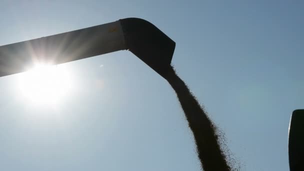Colheita derramamento de grãos no fim do verão — Vídeo de Stock