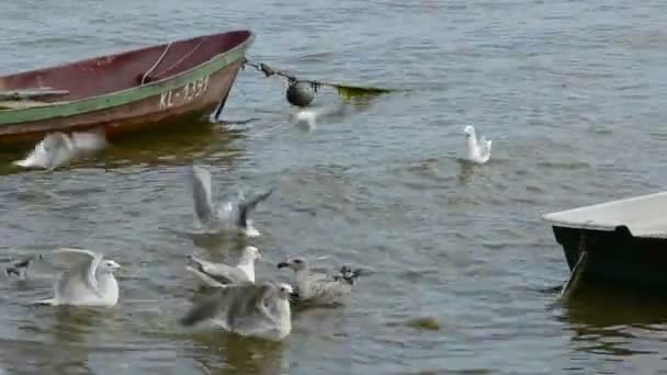 Чайки и лодки — стоковое видео
