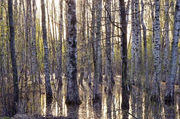 Early spring birch tree forest and melt-water — Stock Photo, Image