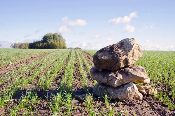 Autumn green crop field landscape with stones — Stock Photo, Image