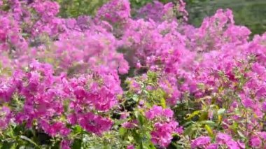 Yaz Çiçek Bahçe Sulama