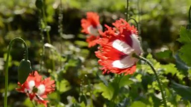 Rüzgar haşhaş çiçekleri